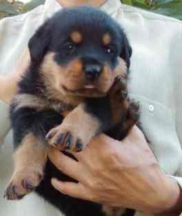 羅威納幼犬飼養