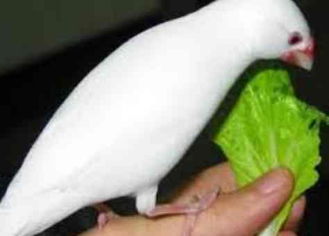 文鳥配對技巧 文鳥配對技巧