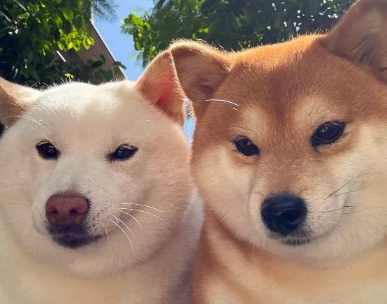 柴犬吠叫原因 柴犬吠叫原因