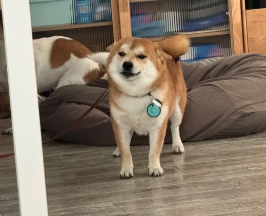 柴犬愛乾淨 柴犬愛乾淨