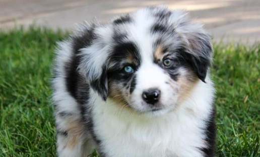 迷你美國牧羊犬體重