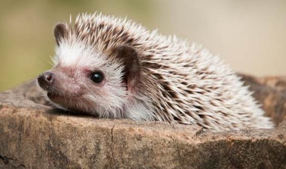 刺蝟睡眠時間 刺蝟睡眠時間