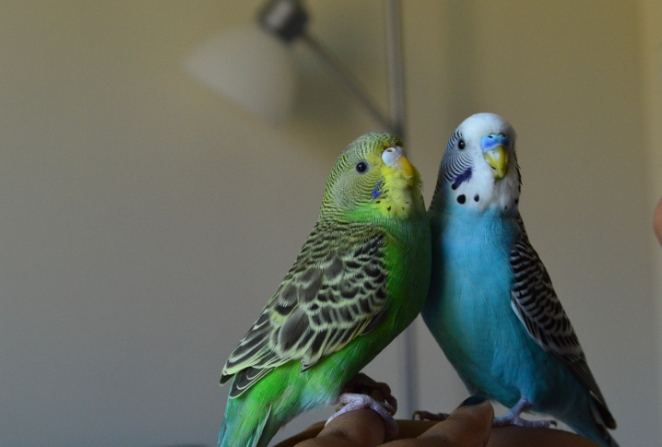 鸚鵡洗澡注意事項