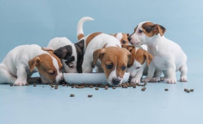 三個月幼犬鮮食