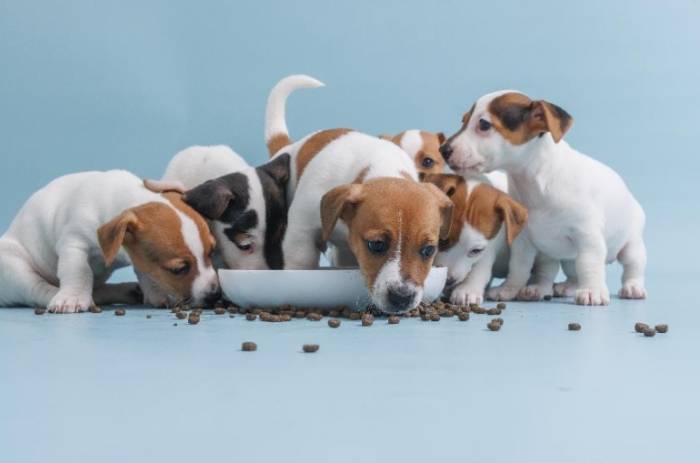 三個月幼犬鮮食完整指南：營養均衡食譜與餵食技巧