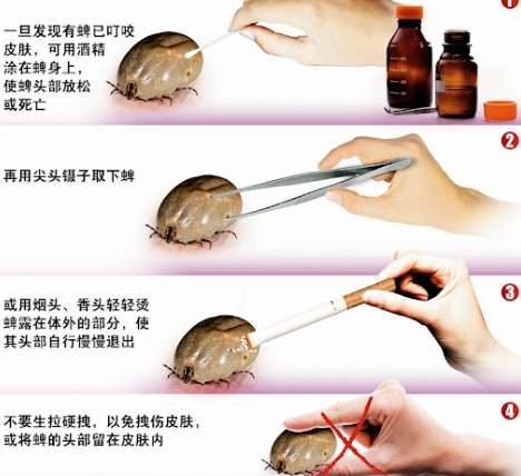 牛蜱處理方法