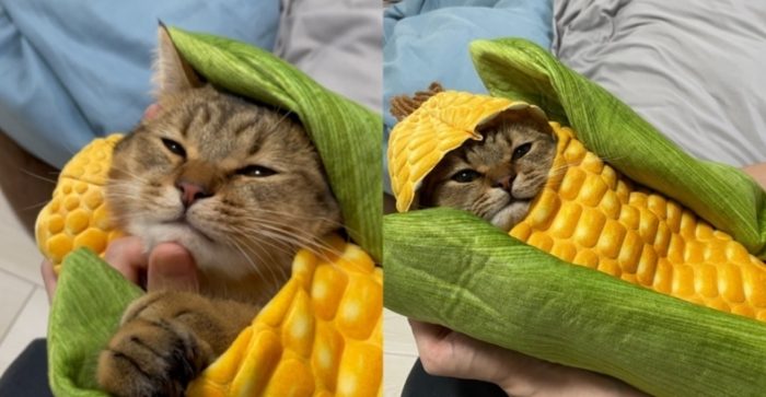 貓吃玉米安全嗎 貓吃玉米安全嗎