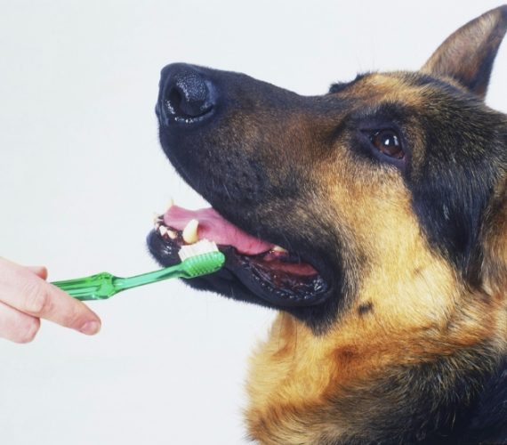 寵物牙科無麻醉