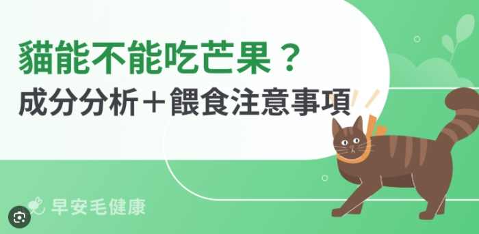 貓可以吃芒果嗎