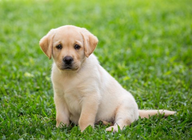 狗狗低脂食物終極指南：健康選擇、自製食譜與常見問題全解析