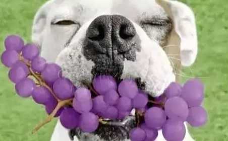 葡萄對狗有毒嗎 葡萄對狗有毒嗎
