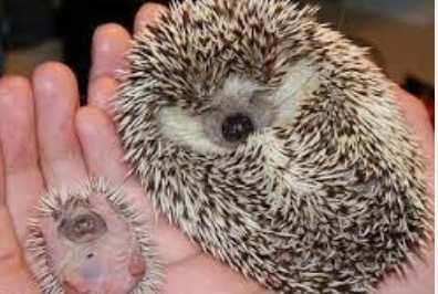 寵物刺蝟飼養 寵物刺蝟飼養