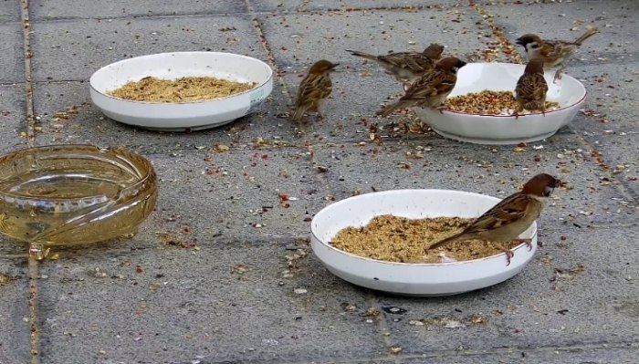 麻雀飼料推薦 麻雀飼料推薦