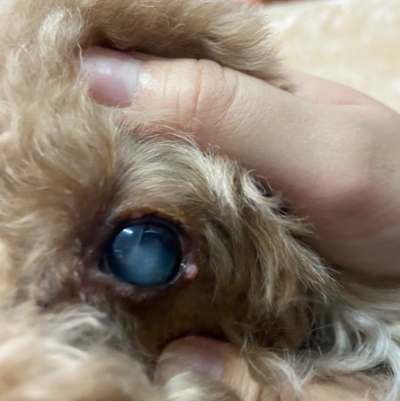 狗狗眼睛腫治療