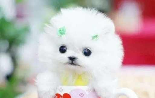 茶杯犬马来西亚价格