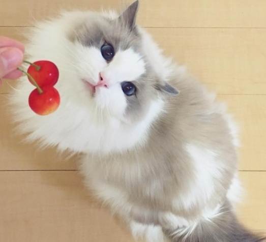 貓咪吃櫻桃安全嗎 貓咪吃櫻桃安全嗎