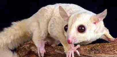 蜜袋鼯飼養指南 蜜袋鼯飼養指南