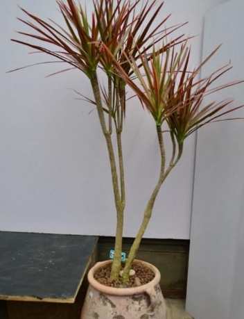 千年木龍血樹養護全指南：室內植物的耐久之王