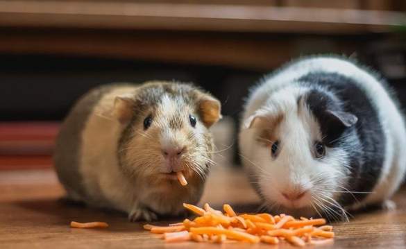 寵物混養注意事項 寵物混養注意事項