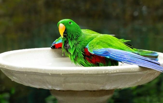 塞內加爾鸚鵡洗澡