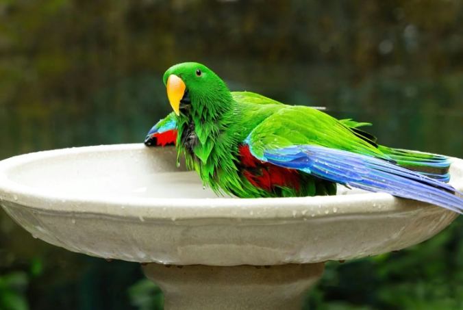 鸚鵡洗澡方法