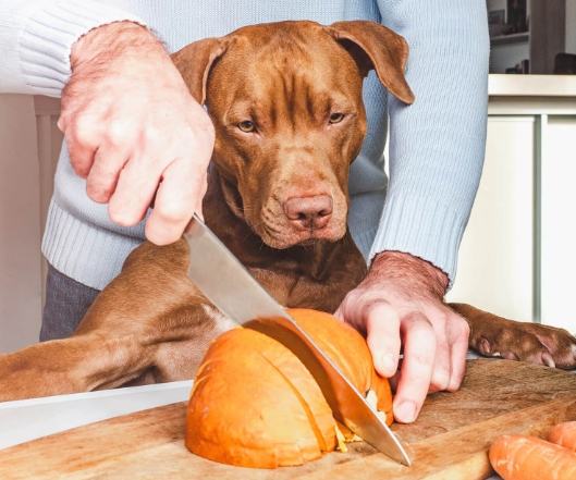 南瓜對狗有害嗎