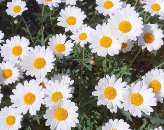 黃色雛菊花語 黃色雛菊花語