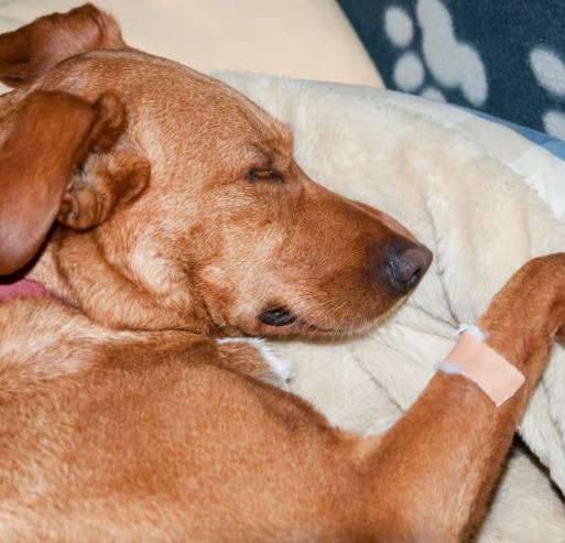 狗狗拉血便治療 狗狗拉血便治療