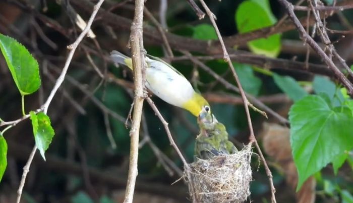 綠繡眼幼鳥餵養頻率