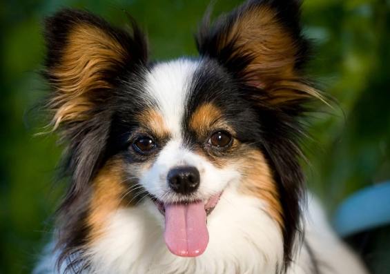 蝴蝶犬飼養 蝴蝶犬飼養