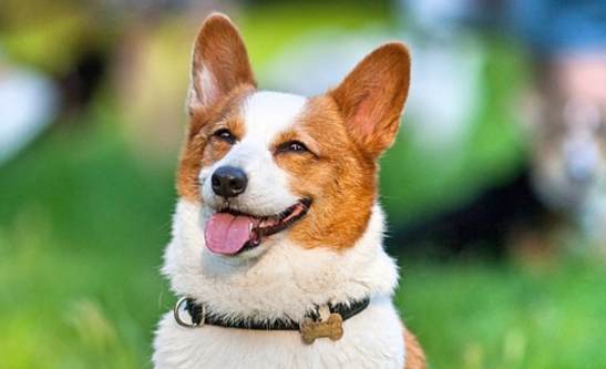 狗狗心臟病急救 狗狗心臟病急救