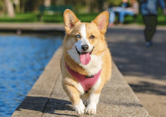 狗狗攻擊陌生人 狗狗攻擊陌生人