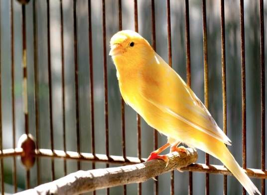金絲雀不能吃的食物 金絲雀不能吃的食物