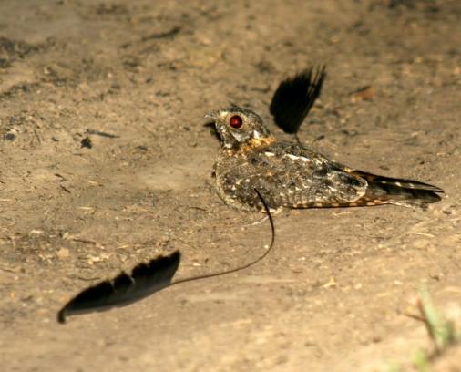 旗翅夜鷹生態 旗翅夜鷹生態