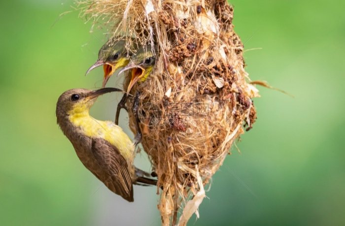 母鳥的育雛秘密：從築巢到幼鳥離巢的完整行為指南