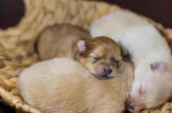 幼犬呼吸快怎麼辦？獸醫解析原因與處理方法