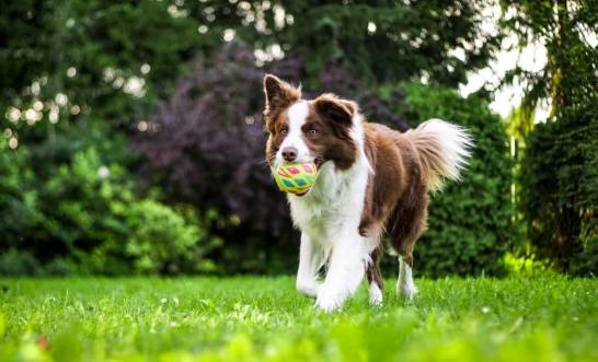 邊境牧羊犬訓練 邊境牧羊犬訓練