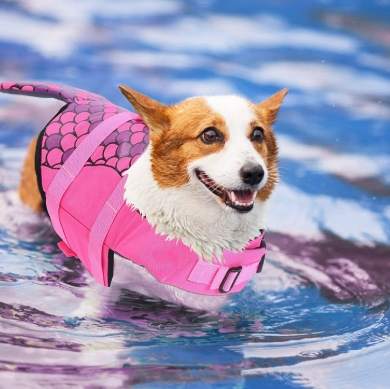 韓國寵物用品安全 韓國寵物用品安全