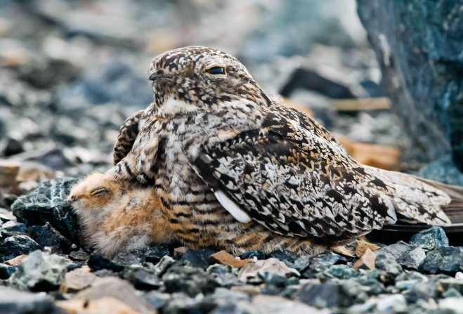 老鷹 與 夜鷹 比較 老鷹 與 夜鷹 比較