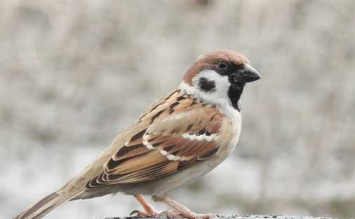 麻雀能活多久 麻雀能活多久