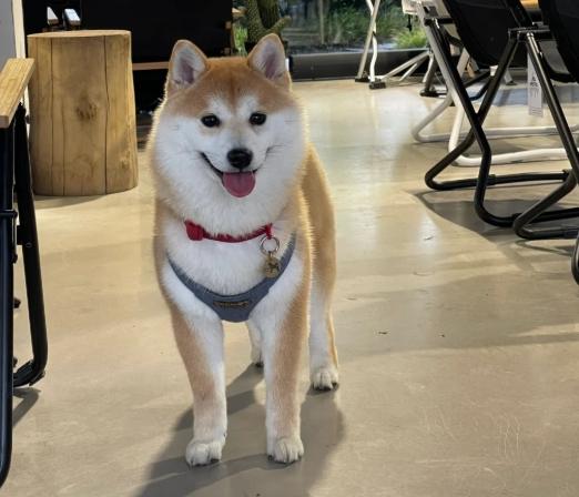 柴犬健康問題 柴犬健康問題