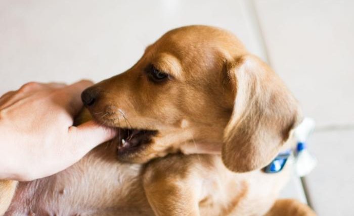 狗咬傷人和解書