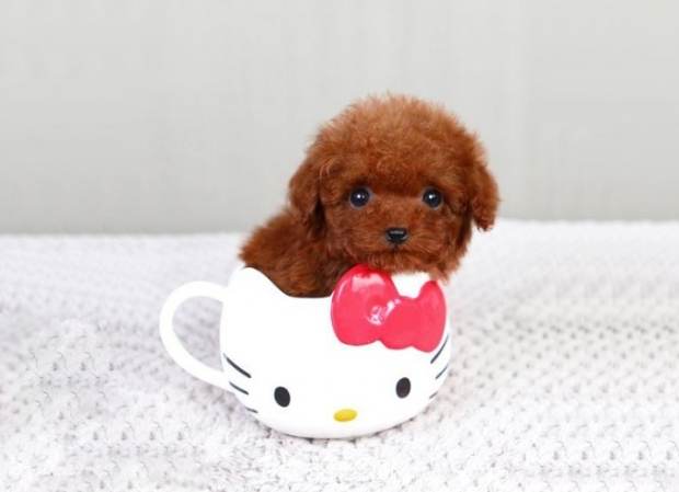 茶杯犬健康問題 茶杯犬健康問題