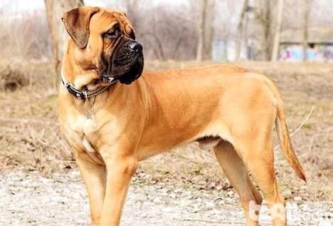 大型犬飼養指南