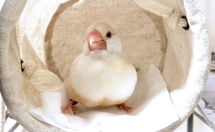 文鳥繁殖前兆 文鳥繁殖前兆