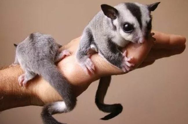 蜜袋鼯尾巴意思