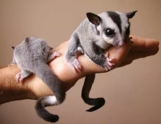 蜜袋鼯尾巴意思全解析：功能、結構與健康指標指南