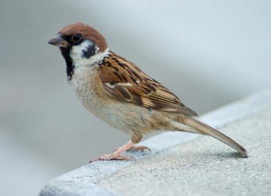 麻雀壽命 麻雀壽命