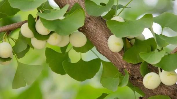 銀杏白果區別 銀杏白果區別