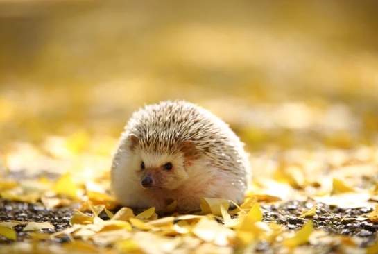 刺蝟飼養 刺蝟飼養